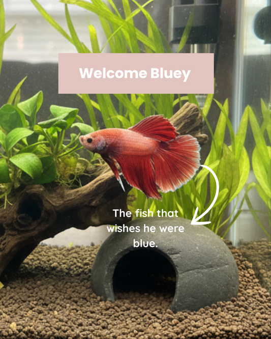 The Rise and Fall of Porodom (and the Birth of Bluey)